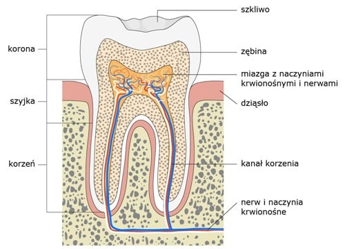 Schemat budowy zęba z podpisami
